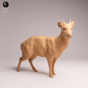 Pudu Deer - 3.png