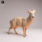 Pudu Deer - 4.png