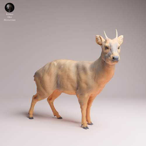 Pudu Deer - 4.png