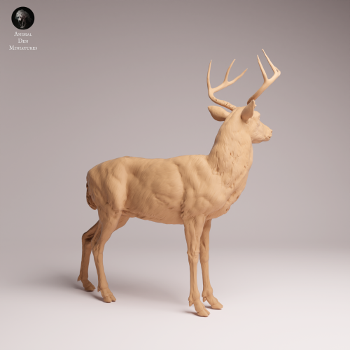 White Tailed Deer - 1.png