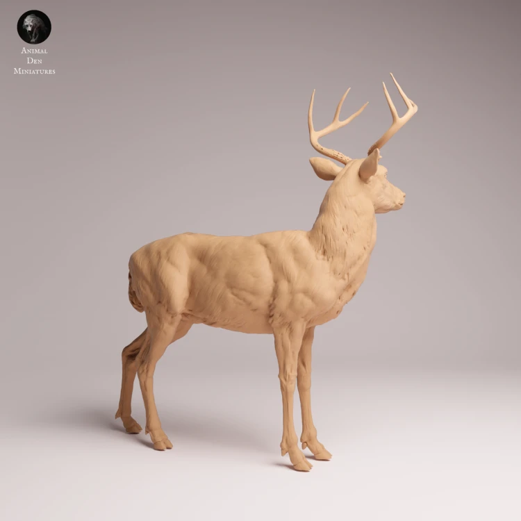 White Tailed Deer - 1.png