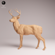 White Tailed Deer - 2.png