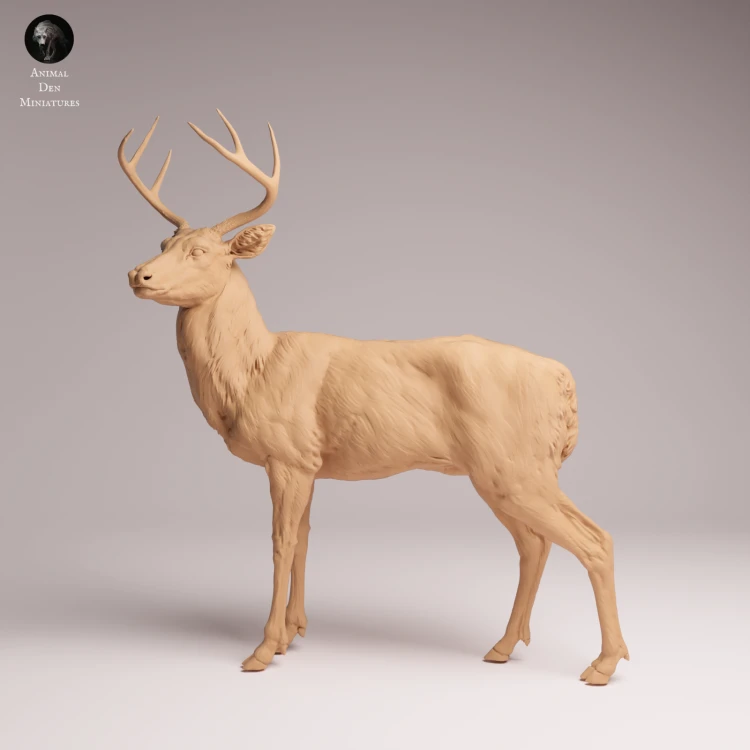 White Tailed Deer - 2.png