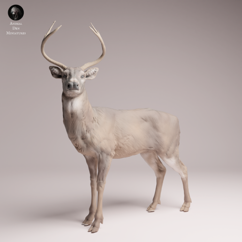 White Tailed Deer - 4.png