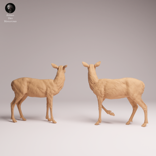 White Tailed Deer Does - 1.png