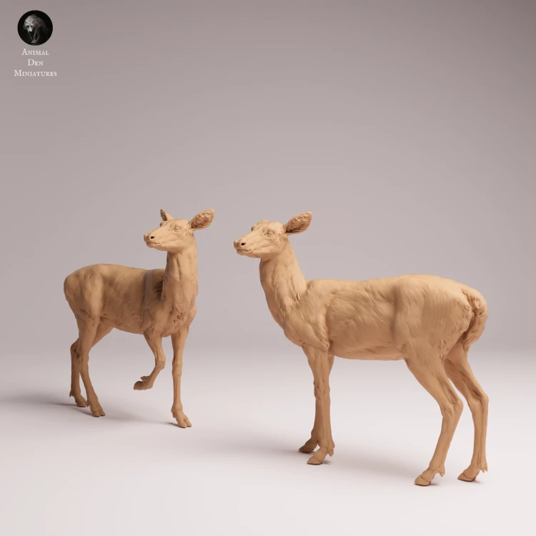 White Tailed Deer Does - 2.png