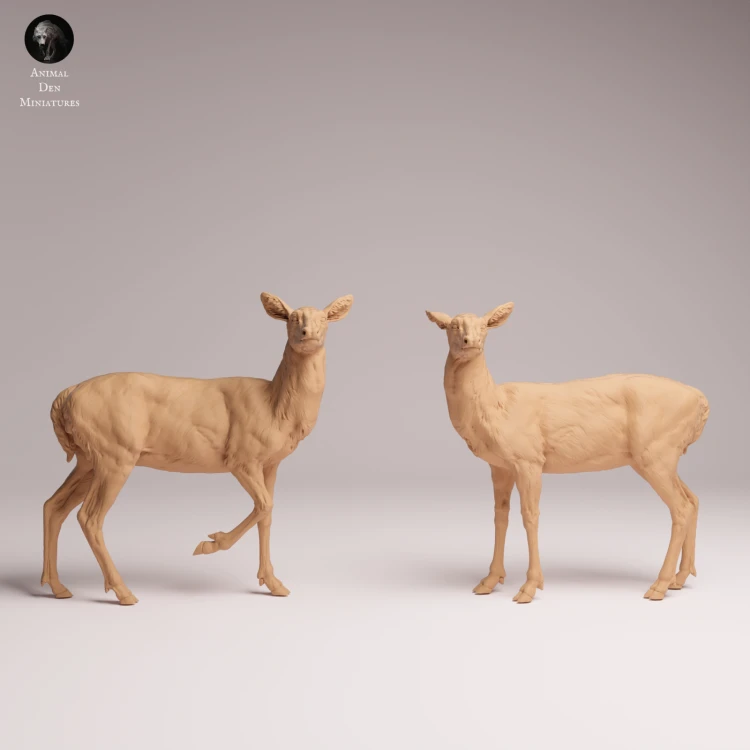 White Tailed Deer Does - 3.png