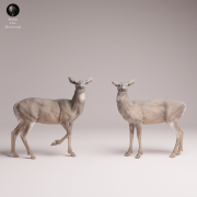 White Tailed Deer Does - 4.png