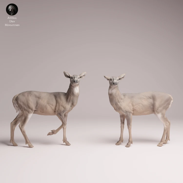 White Tailed Deer Does - 4.png