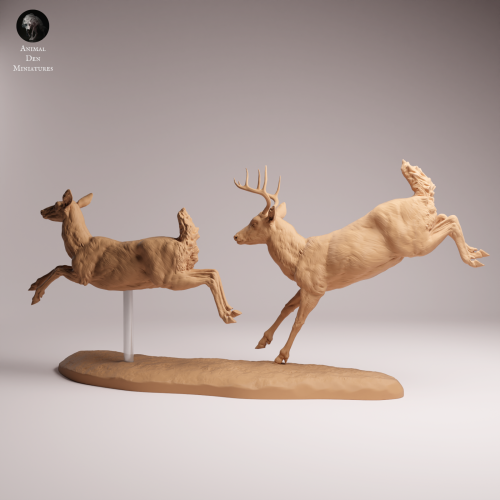 White Tailed Deer Run - 1.png