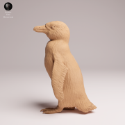 African Penguin - 1.png