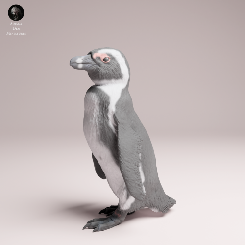 African Penguin - 4.png
