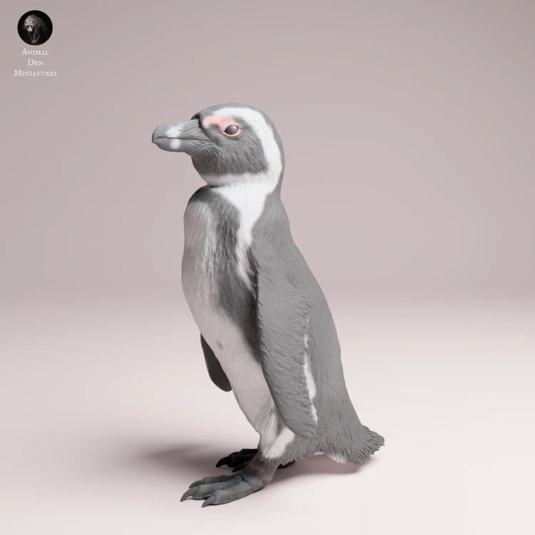 African Penguin - 4.png
