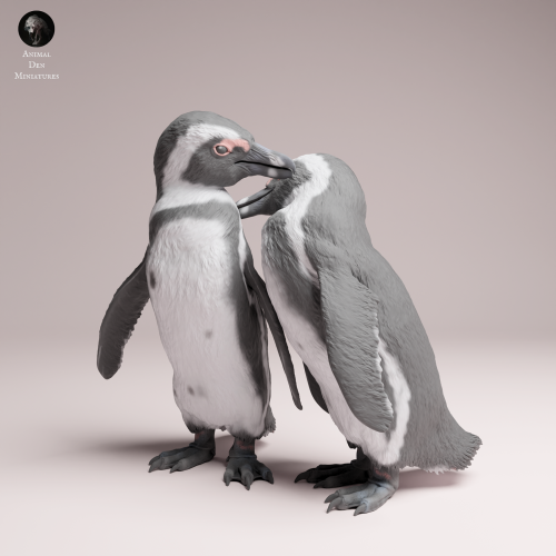 African Penguins Couple - 4.png