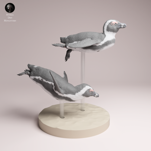 African Penguins Swim - 4.png