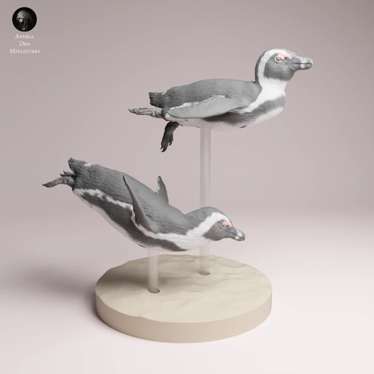 African Penguins Swim - 4.png
