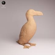 Great Auk - 2.png