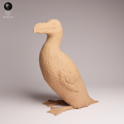 Great Auk - 3.png
