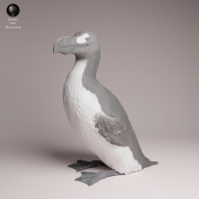 Great Auk - 4.png