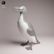 Great Auk Stand - 4.png
