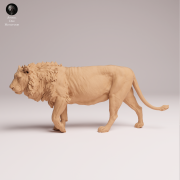 Asiatic Lion - 4.png