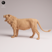 Asiatic Lion Yawning - 3.png