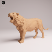 Asiatic Lion Yawning - 4.png