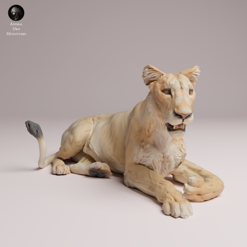 Asiatic Lioness Lying - 1.png