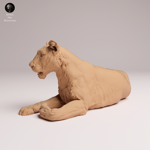 Asiatic Lioness Lying - 2.png