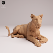 Asiatic Lioness Lying - 4.png