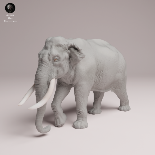 Indian Elephant Bull - 1.png
