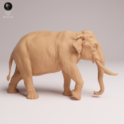 Indian Elephant Bull - 2.png