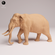Indian Elephant Bull - 3.png
