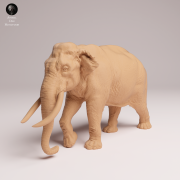 Indian Elephant Bull - 4.png