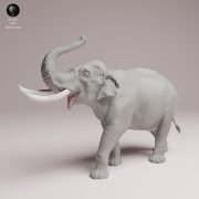 Indian Elephant Bull Showering - 1.png