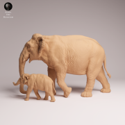 Indian Elephant Cow and Calf - 2.png