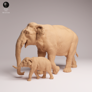 Indian Elephant Cow and Calf - 3.png