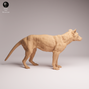 Thylacine - 2.png