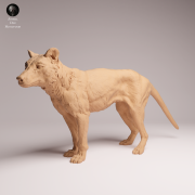 Thylacine - 4.png