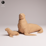 Cape Fur Seal Female and Pup - 3.png