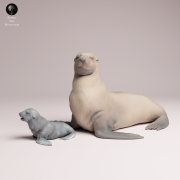 Cape Fur Seal Female and Pup - 4.png