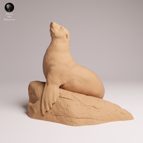 Cape Fur Seal Female on Rock - 2.png