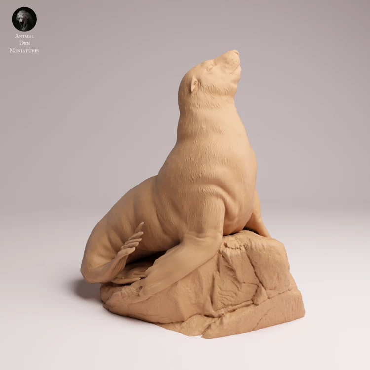 Cape Fur Seal Female on Rock - 3.png