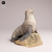 Cape Fur Seal Female on Rock - 4.png