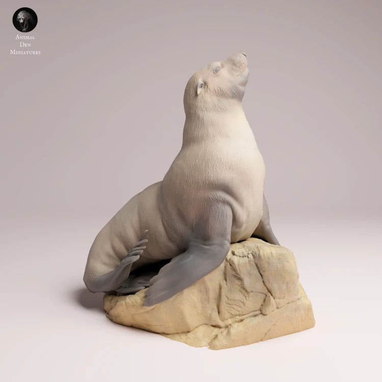 Cape Fur Seal Female on Rock - 4.png