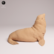 Cape Fur Seal Male - 1.png
