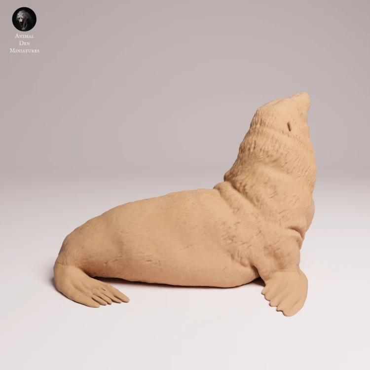 Cape Fur Seal Male - 1.png