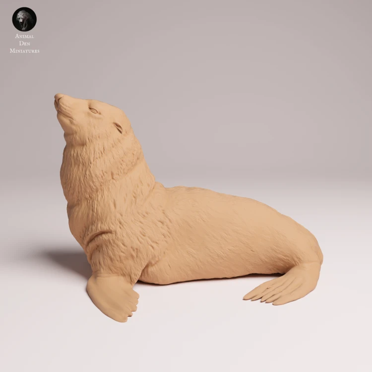 Cape Fur Seal Male - 2.png