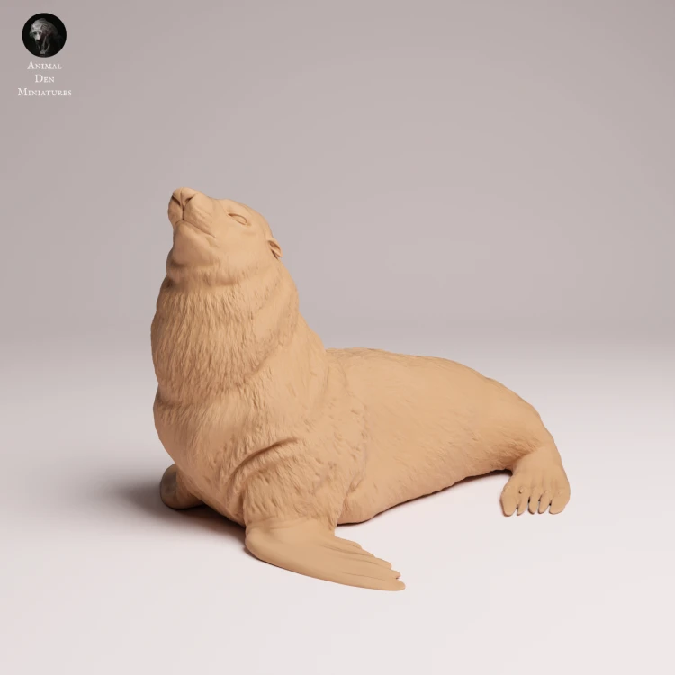 Cape Fur Seal Male - 3.png