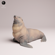 Cape Fur Seal Male - 4.png